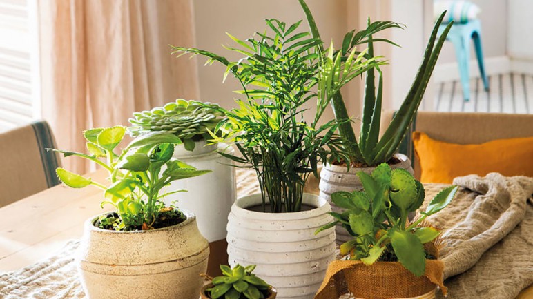 Plantas de interior con floración espectacular para alegrar tu hogar en Mendoza